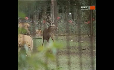 KARSTEN SPECK NUDE/SEXY SCENE IN TIERPARKGESCHICHTEN